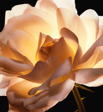 Load image into Gallery viewer, Dior Prestige La Micro-Lotion de Rose
